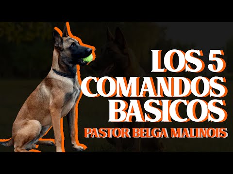 "PASTOR BELGA MALINOIS 🐺: 5 COMANDOS PROHIBIDOS⚠️ que NADIE te dice ❌ para DOMINAR su Entrenamiento