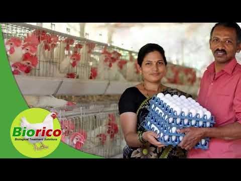 Biorico Broiler Litter Management Powder