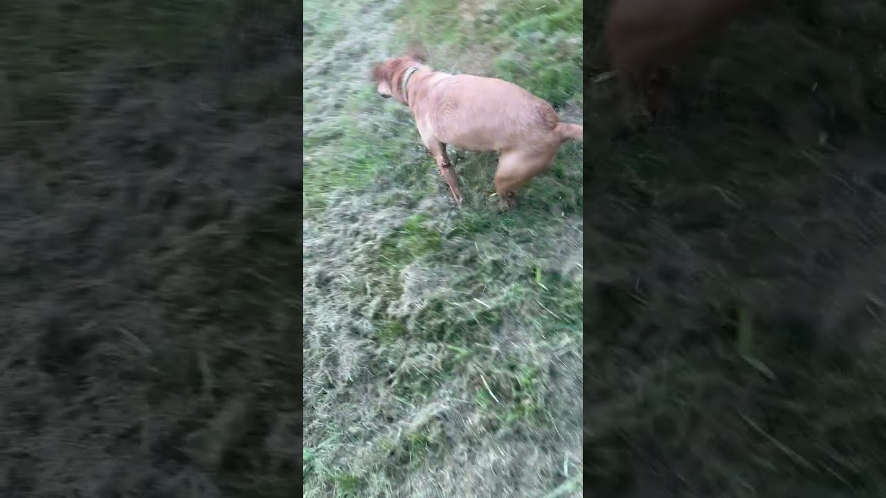 ROXY, a ADOPTABLE mixed breed in Olympia, WA video 3/6