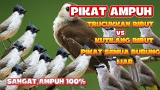 Download lagu SUARA PIKAT TRUCUKAN RIBUT KOMBINASI KUTILANG KOMBINASI MAUT SANGAT MEMPESONA MP3 SUARA JERNIH mp3
