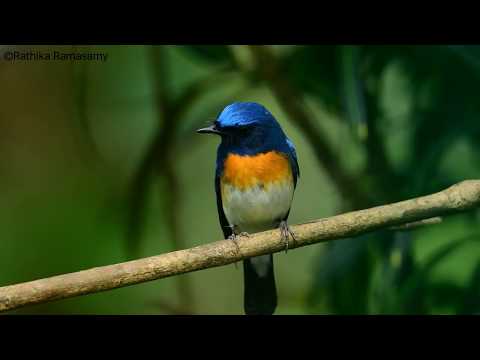 Niltava orchideová (Cyornis rubeculoides) — biotop a pohyb