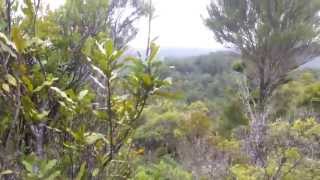 preview picture of video 'Kiwi hunt waipoua forest new zealand :) :)'