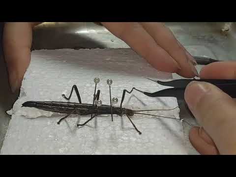 Strašilka striekajúca (Anisomorpha buprestoides) — terárium, kŕmenie a správanie
