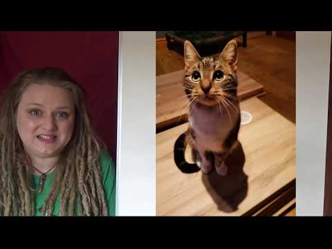 Meet the FIV cats of Ren's Rescue