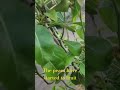 lots of pears fruiting this year #sustainable #fruit tree #fruiting #harvest #garden #tree #garden