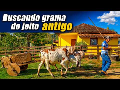 FOMOS BUSCAR GRAMA COM A JUNTA DE BOI - CARRO DE BOI