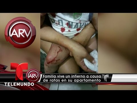 , title : 'Familia denuncia ataques de ratas en apartamento | Al Rojo Vivo | Telemundo'