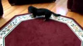 Mini-Dachshund Goes Crazy