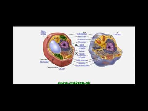 FSc Biology Book1, CH 4, LEC 3: Animal Cell And Plant Cell
