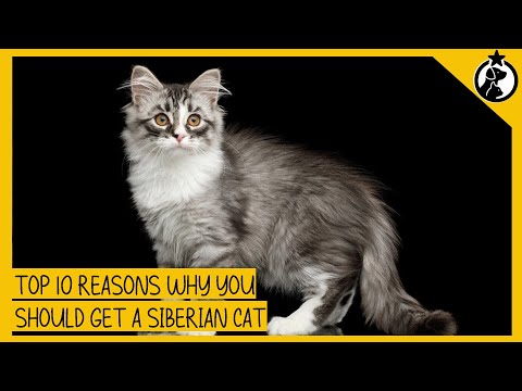 Top 10 Reasons Why You Should Get a Siberian Cat