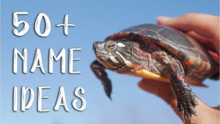 50+ Turtle Name Ideas That I Love!! (what to name pet turtle)
