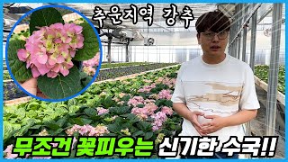꽃눈분화 없이 무조건 꽃피우는 미친수국!! 꼭 키워야할 월동수국 3종 공구!!