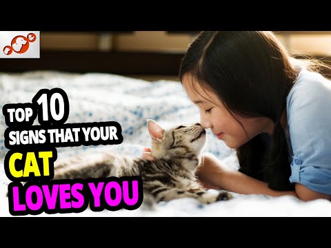 🐈 Does Your Cat Love You? TOP 10 Signs Cats Use To Show They Love You!