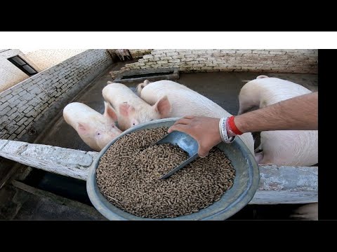 image-How can you tell how old a pig is?
