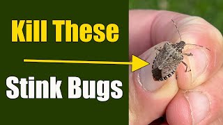 How to Get Rid of Stink Bugs in the House