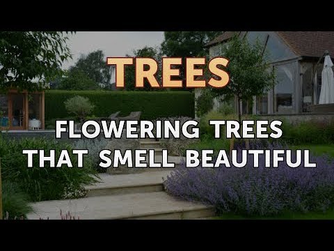 image-What trees have a bad smell?
