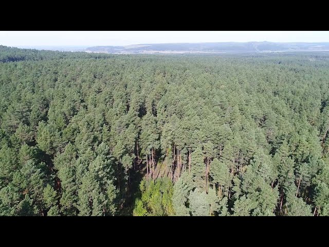 Иркутская область стала лидером в России по лесным доходам