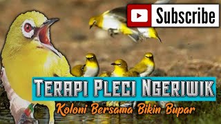 Download lagu Terapi pleci dakbal ombyokan agar ngeriwik sambung ngalas (buka paruh mp3