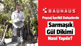 Peyzaj İçerikli Bahçelerde Sarmaşık Gül Dikimi Nasıl Yapılır?