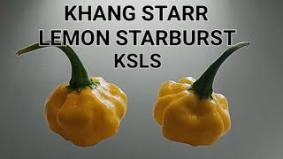 KSLS Pepper X 2 - Khang Starr Lemon Starburst Pepper Review