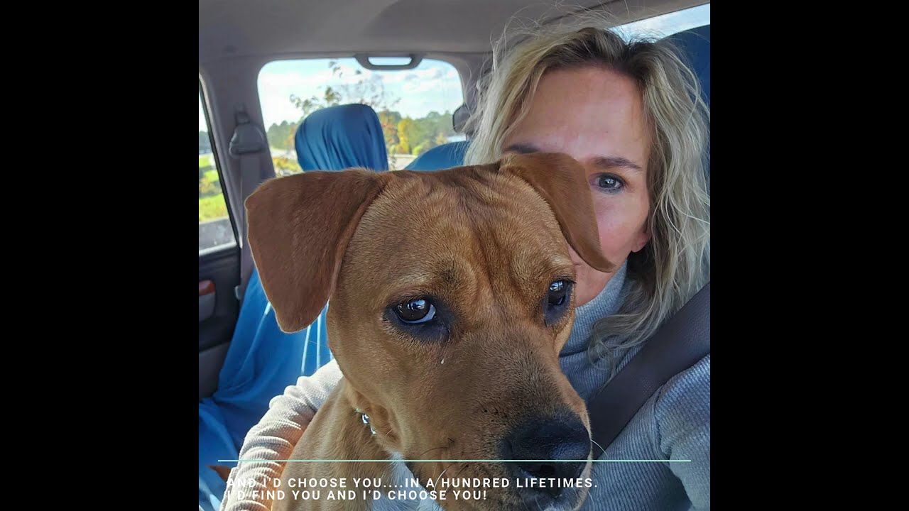 Enlarge Coco, a Adoptable mixed breed in Mount Holly, NJ video 6/6