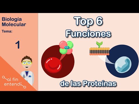 What do proteins do? I finally understood: Molecular Biology