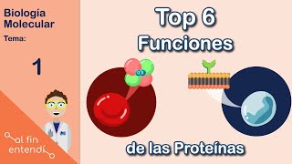 ¿Qué hacen las proteínas? Al fin entendí: Biología Molecular