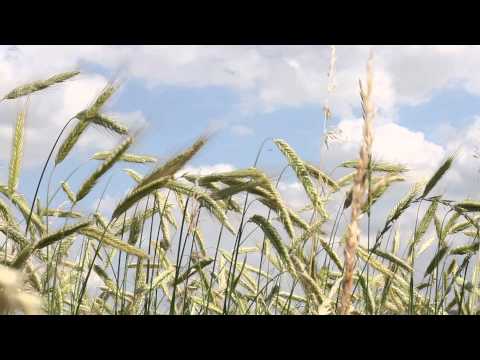 16 Getreide im Wind (Video Footage)