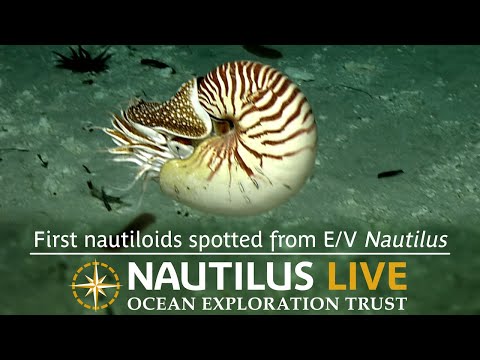 E/V Nautilus 在本季最後一次潛水中首次發現鸚鵡螺！| Nautilus Live (First nautiloids spotted from E/V Nautilus on last dive of season! | Nautilus Live)