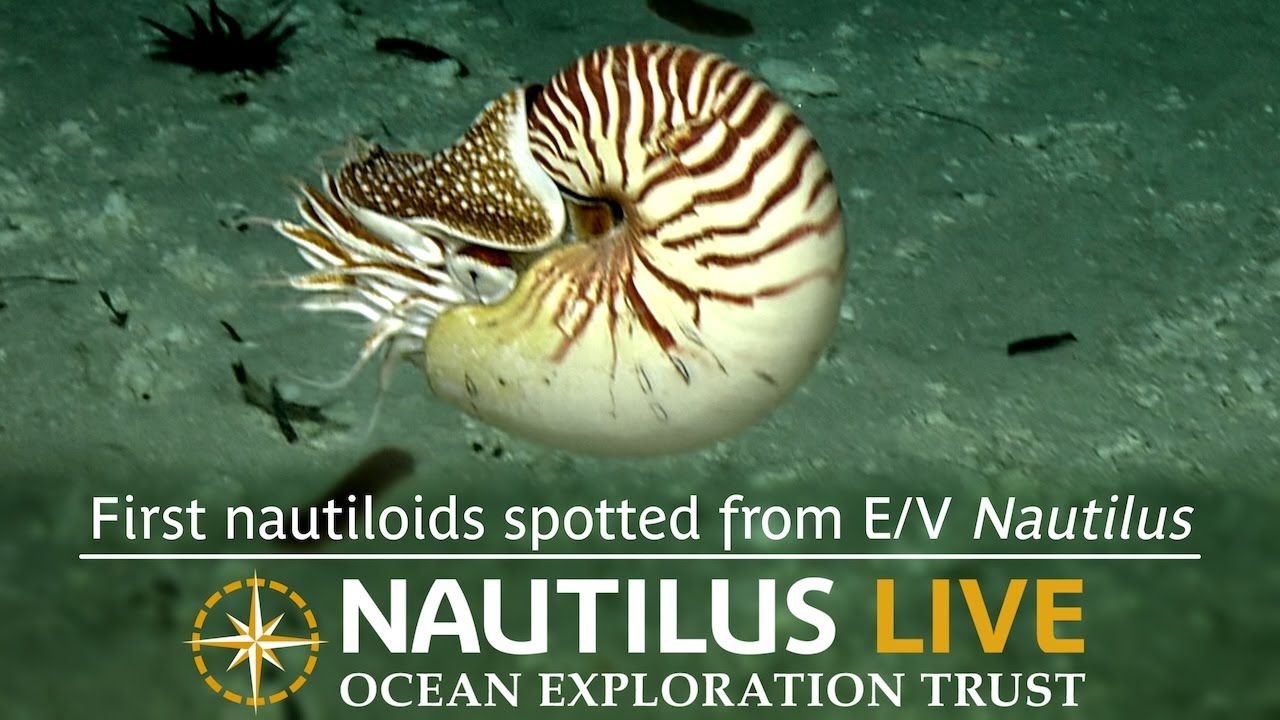 First nautiloids spotted from E/V Nautilus on last dive of season! | Nautilus Live