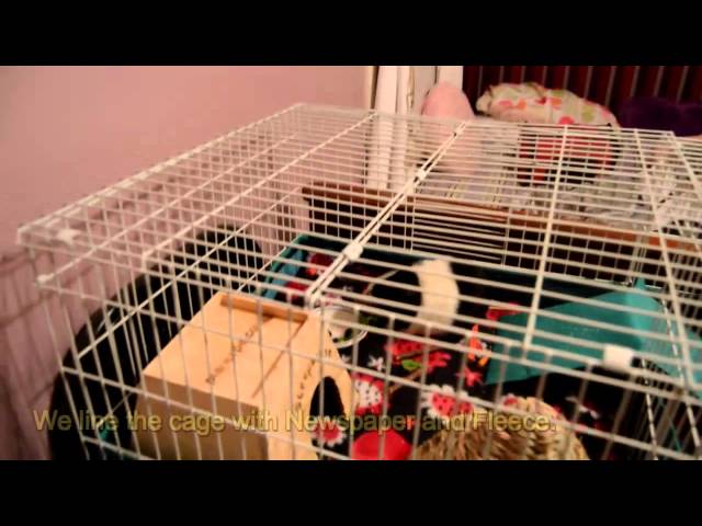 Vídeo relacionado con MidWest Homes for Pets - Panel superior para espacios para cobayas Habitat y Habitat Plus (jaula no incluida), modelo 171PTP
