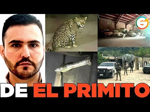 Marina le cayó a "El Primito" ; Decomisan armas, un jaguar y vehículos  #Jalisco