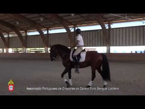 20/06/29 10 Garimpeiro - Projecto para Cavalos Lusitanos Jovens no Ensino
