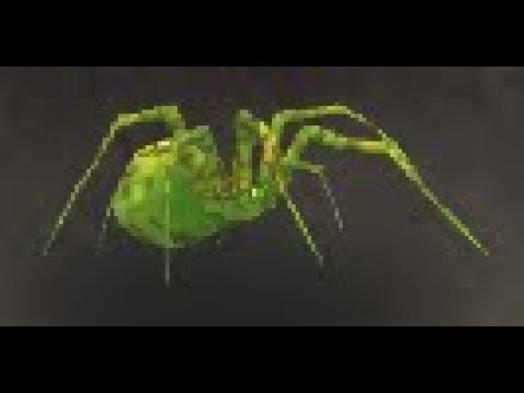Northrend Safari: Spider Battle Pet, The Storm Peaks, WoW Retail