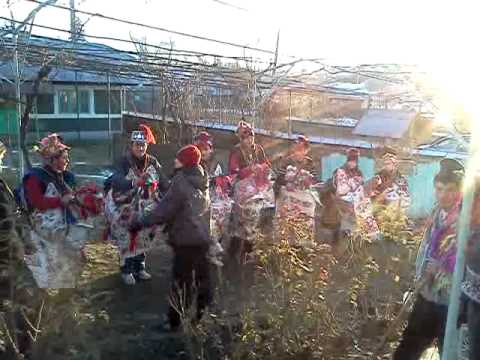 Capra hoisesti neamt