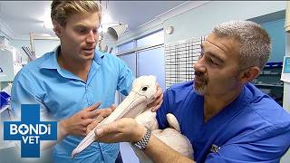Injured Pelican Is Terrorizing Vets! | Bondi Vet S2 Double Episode | Bondi Vet