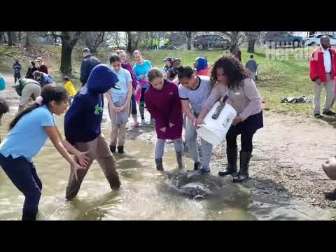 Annual trout stocking at Jamaica Pond
