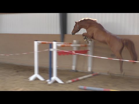 CELLISTO AR - 7jähriger gekörter Hengst von Cellestial - Levisto