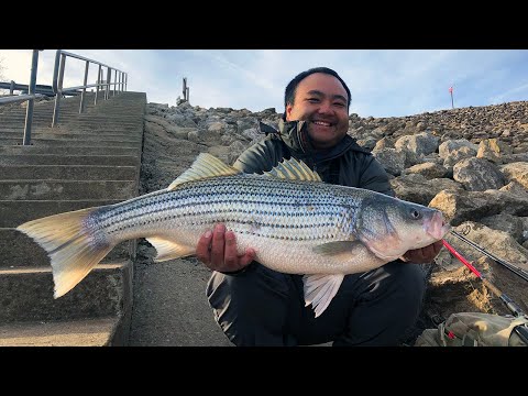 Top 5 Striped Bass (striper) Lures for 2022 - OOW Outdoors