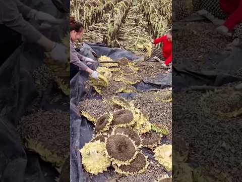 #shorts #agriculture #farming2024 #satisfying #shot #EliteShortsUnleashed #2897