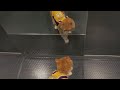 Farted In The Elevator By Alex Schor Full Song