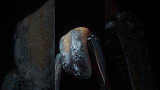 Burning Morning Glory Seeds!  #object #4k #macro