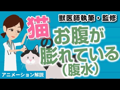猫の腹水 – 原因と治療法