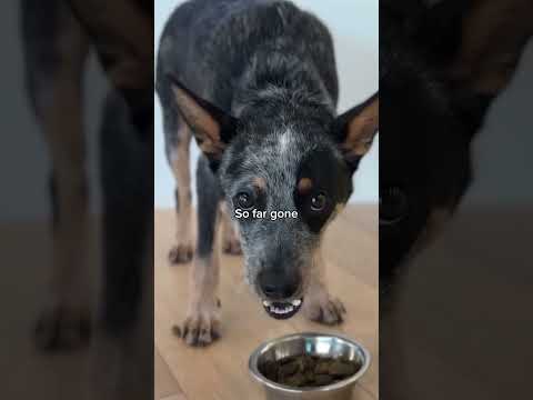 Proper Nutrition And Good Food Will Change Your Dog