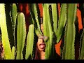 Tribute To Kali Uchis ClipSync Johann After The Storm