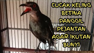 Download lagu Burung Cucak keling Betina Gacor Menyeramkan mp3 Download lagu Burung Cucak keling Betina Gacor Menyeramkan mp3