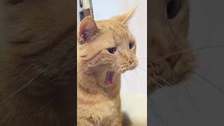 it's a cat.猫だらけ。そんなんされた猫も困るw#cat #ねこのいる生活 #多頭飼い #茶トラ #黒猫#kitten