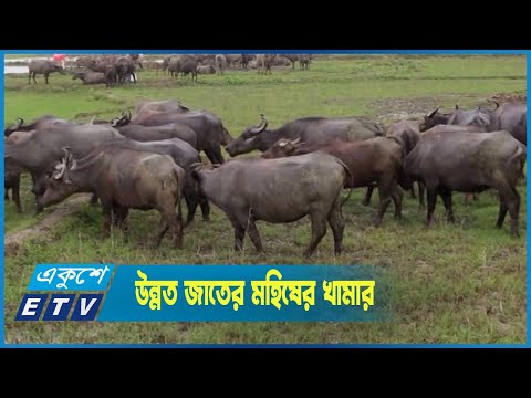নোয়াখালীতে গড়ে উঠছে উন্নত জাতের মহিষের খামার