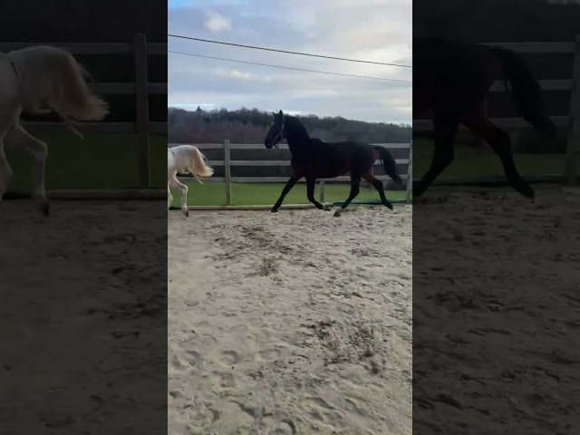 Entier 2024 - KWPN - LANTO HBC x OLYMPIA