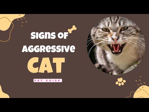 Signs of aggressive cat behavior - Aggressive cat behavior explained